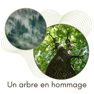 arbre